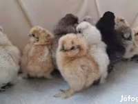 Silkie — zdjęcie 3