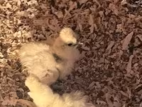 Silkie — zdjęcie 2