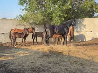 Caballo, Orlov Trotter — foto 2