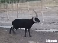 公羊, Shetland sheep — 照片 1