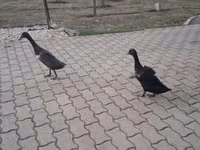 इंडियन रनर — फ़ोटो 1