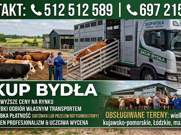 İnək, Simmental cattle