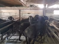 Bélier, Moutons — photo 2