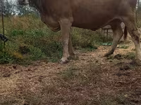 Krowa, Swiss cattle — zdjęcie 2
