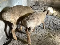 भेड़, Katum sheep — फ़ोटो 6