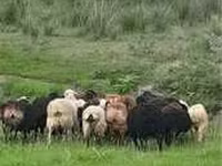 Baran, Gorkov sheep — zdjęcie 4
