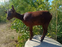 عنزة, Murcia-Granada goats — الصورة 1