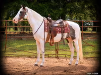 Cheval, National Show Horse — photo 1