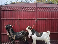 बकरा, Kamori goats — फ़ोटो 4