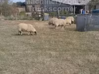 Carnero, Scottish Blackface sheep — foto 2