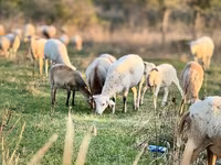 मेढ़ा, Katum sheep — फ़ोटो 2