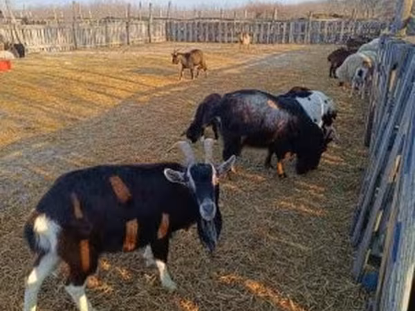 Коза, Козлы