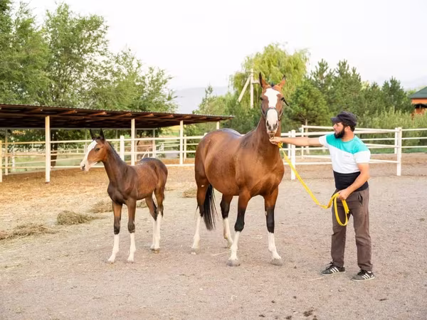Yegua, Akhal-Teke