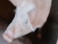 मादा सूअर, Ландрас — फ़ोटो 7