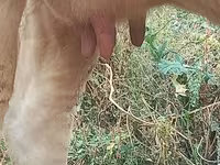 Krowa, Swiss cattle — zdjęcie 6