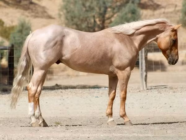 公马, Quarter Horse