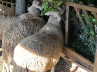 मेढ़ा, Lacaune sheep — फ़ोटो 2