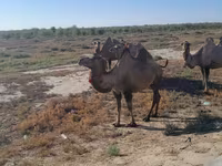 Kamelstute, Kazakh Bactrian camel — Foto 1