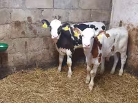 Touro, Simmental cattle — foto 1