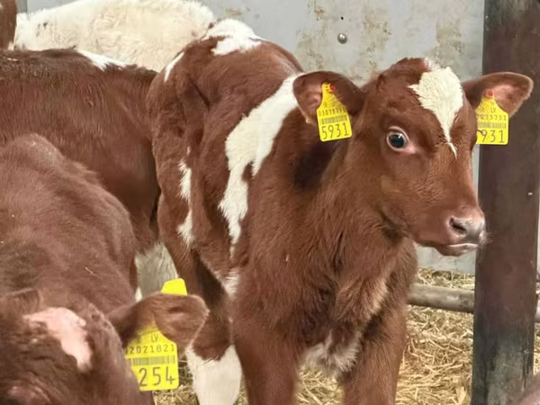Buğa, Simmental cattle