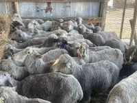 Sheep, Sheep — photo 3