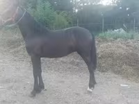 Kůň, Friesian — foto 1