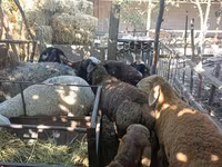 母羊, Rhon sheep — 照片 3