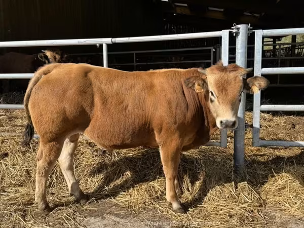 ثور, Partenaise cattle