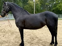 Yegua, Friesian — foto 1