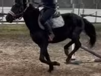 घोड़ा, Hungarian horse breed — फ़ोटो 5