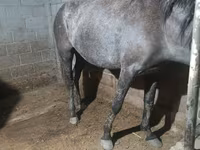 Klisna, Budyonny horse — foto 2