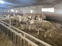 Schaf, Ile-de-France sheep — Foto 1