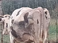गाय, Russian Black pied cattle — फ़ोटो 7