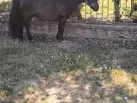 حصان, Australian Pony — الصورة 7