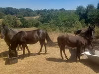 Yegua, Hucul pony — foto 1