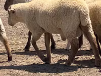 Bélier, Hampshire sheep — photo 2