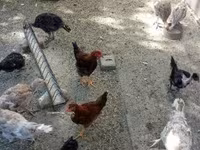 Turkeys — الصورة 3