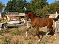 Kůň, Dutch warmblood horse — foto 6