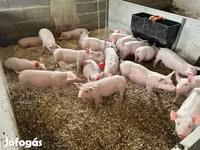 Pigs (batch, sex not specified), Гипор — photo 5