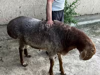Moutons (lot, sexe non indiqué), Moutons — photo 6