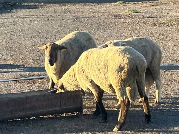 Bélier, Hampshire sheep