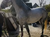 Jument, Andalusian horse — photo 1