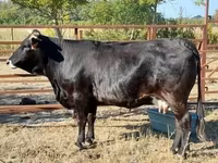 Vache, Race brune des Carpates — photo 1