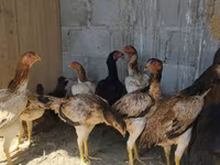 Ayam Cemani — Foto 2