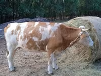 गाय, Simmental cattle — फ़ोटो 4