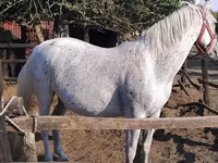Mare, Lipizzaner — photo 1