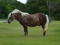 Cheval, Chevaux — photo 3