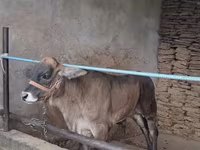 Bulle, Brahman — Foto 2