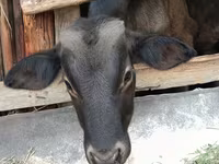 Taureau, Swiss cattle — photo 1