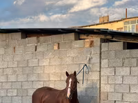 Caballo, Friesian sport horse — foto 3